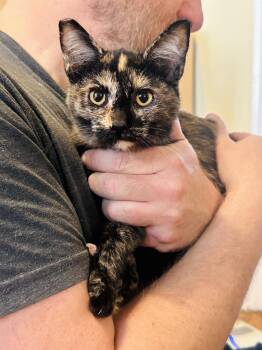 Elsa -  Tortoiseshell Cat for Adoption in West Hollywood, California - Elsa | PetCurious