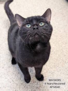Whiskers -  Domestic Short Hair Cat for Adoption - Whiskers | PetCurious