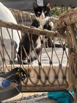 Rescue Domestic Short Hair Cats for Adoption in Darien, Georgia - Diana | PetCurious