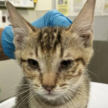 Keanu -  Domestic Short Hair Cat for Adoption in Las Cruces, New Mexico - Keanu | PetCurious
