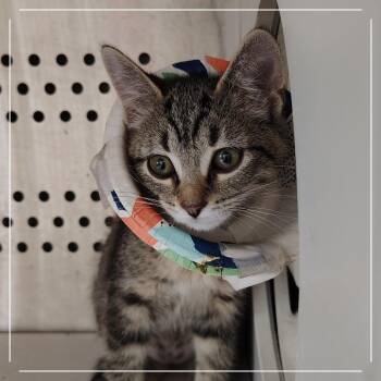 Creeping Jenny -  Domestic Short Hair Cat for Adoption in Dearborn, Michigan - Creeping Jenny | PetCurious