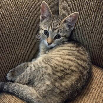 Ontario -  Domestic Short Hair Cat for Adoption in Edwardsville, Illinois - Ontario | PetCurious