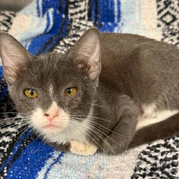 Bryce -  Domestic Short Hair Cat for Adoption in Tulsa, Oklahoma - Bryce | PetCurious