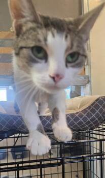 Rescue Domestic Short Hair Cats for Adoption in Du Quoin, Illinois - JADE | PetCurious