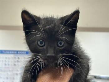 A1048807 -  Domestic Medium Hair Cat for Adoption in Martinez, California - A1048807 | PetCurious