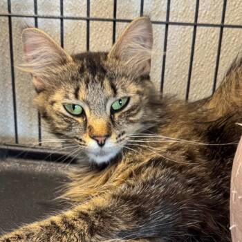 Stripey -  Domestic Long Hair Cat for Adoption in Saginaw, Michigan - Stripey | PetCurious