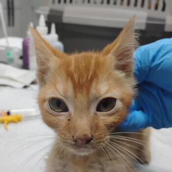 Domestic Short Hair Cats Available for Adoption - Columbus | PetCurious