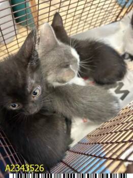 CHAR -  Domestic Short Hair Cat for Adoption in West Palm Beach, Florida - CHAR | PetCurious
