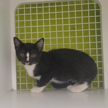 Sulloon -  Domestic Short Hair Cat for Adoption in Rochester, Minnesota - Sulloon | PetCurious