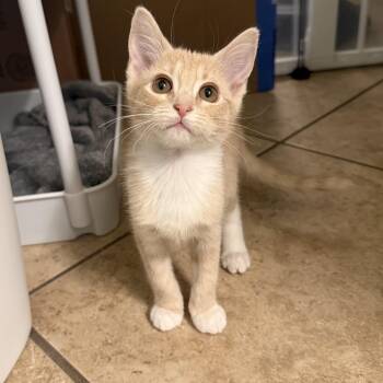 Minnow -  Domestic Short Hair Cat for Adoption in Chandler, Arizona - Minnow | PetCurious