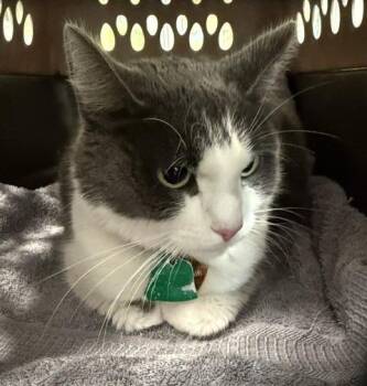 Domestic Short Hair Cats Available for Adoption in Windsor, Connecticut - Nona | PetCurious