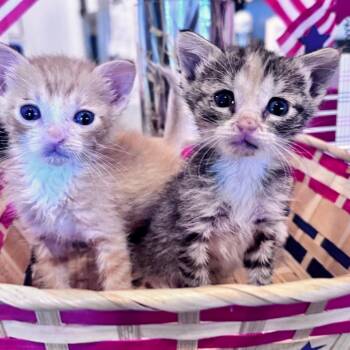 Roo -  Domestic Short Hair Cat for Adoption in Hemet, California - Roo | PetCurious