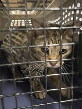 JYNX -  Domestic Short Hair Cat for Adoption in Casper, Wyoming - JYNX | PetCurious