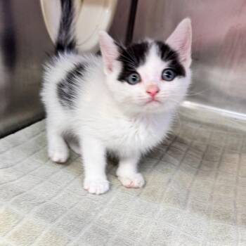 Take a Treat 32 -  Domestic Short Hair Cat for Adoption in Austin, Texas - Take A Treat 32 | PetCurious