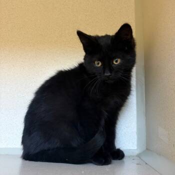 Rescue Domestic Short Hair Cats for Adoption in Rifle, Colorado - Burnt Marshmallow | PetCurious