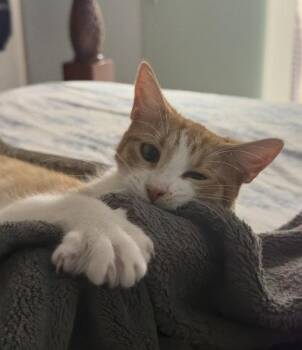 Sookie -  American Shorthair Cat for Adoption in St. Cloud, Florida - Sookie | PetCurious
