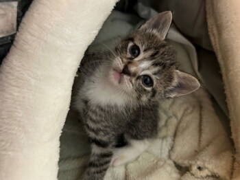 Rescue American Shorthair Cats for Adoption in Oakland Park, Florida - HONEY BABY | PetCurious