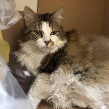 Domestic Medium Hair Cats Available for Adoption in Pekin, Illinois - Simba | PetCurious