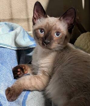 Romeo -  Siamese Cat for Adoption in San Diego, California - Romeo | PetCurious