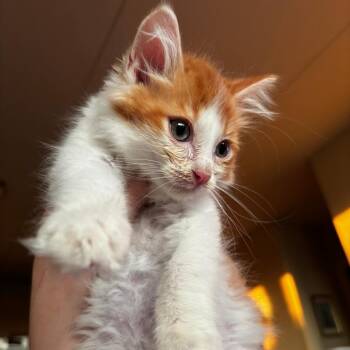 Snooze -  Domestic Long Hair Cat for Adoption in Evanston, Illinois - Snooze | PetCurious