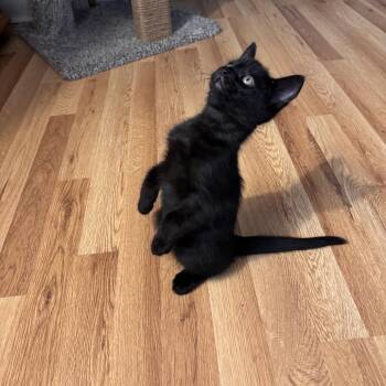 Domestic Short Hair Cats Available for Adoption in Wichita, Kansas - Vlad | PetCurious