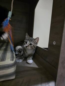 Arte -  Tabby and Domestic Short Hair Cat Available for Adoption in Dallas, Texas - Arte | PetCurious