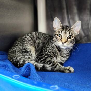 Angel -  Domestic Short Hair Cat for Adoption in Walker, Michigan - Angel | PetCurious