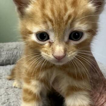 Orion -  Domestic Short Hair Cat for Adoption in Volcano, Hawaii - Orion | PetCurious
