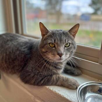 Domestic Short Hair Cats Available for Adoption in Bowling Green, Ohio - Mongoose Witherspoon | PetCurious
