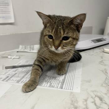 Felix Felicis -  Domestic Short Hair Cat for Adoption in St. Louis, Missouri - Felix Felicis | PetCurious