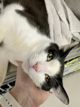 Malcolm -  Domestic Short Hair Cat for Adoption in Athens, Georgia - Malcolm | PetCurious