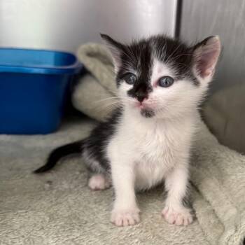 Doris -  Domestic Short Hair Cat for Adoption in Asheville, North Carolina - Doris | PetCurious