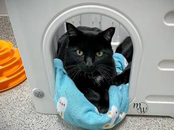 Domestic Short Hair Cats Available for Adoption in Omaha, Nebraska - SMOKE | PetCurious