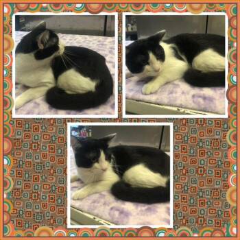 Domestic Short Hair Cats Available for Adoption in Buckhannon, West Virginia - HEI | PetCurious