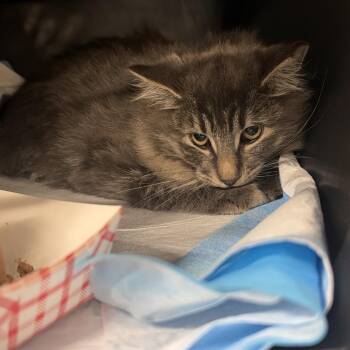Russett -  Domestic Short Hair Cat for Adoption in Salt Lake City, Utah - Russett | PetCurious