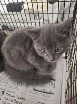 Domestic Short Hair Cats Available for Adoption in Fort Lauderdale, Florida - A2476072 | PetCurious