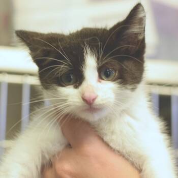 Bocephus -  Domestic Short Hair Cat for Adoption in Belleville, Illinois - Bocephus | PetCurious