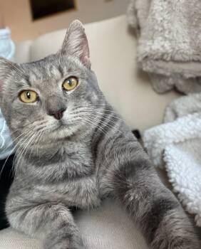Rescue Tabby Cats for Adoption in Columbia, South Carolina - Stallone | PetCurious