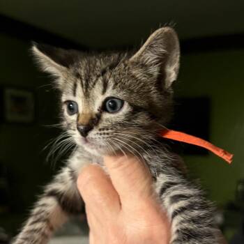 Spinach -  Domestic Short Hair Cat for Adoption in Sunrise, Florida - Spinach | PetCurious