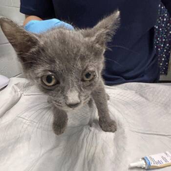 Sweet -  Domestic Short Hair Cat for Adoption in Summerville, South Carolina - Sweet | PetCurious