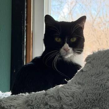 Judy Bernly -  Domestic Short Hair Cat Available for Adoption in Saint Paul, Minnesota - Judy Bernly | PetCurious