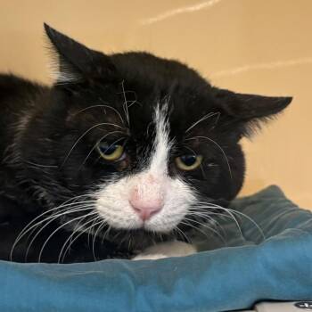 Cisco -  Domestic Short Hair Cat for Adoption in East Hanover, New Jersey - Cisco | PetCurious