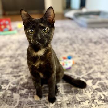 Solitaire -  Domestic Short Hair Cat for Adoption in Baytown, Texas - Solitaire | PetCurious