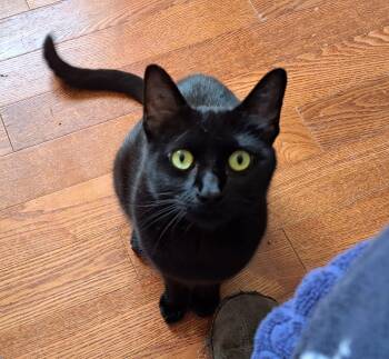 Olive -  Domestic Short Hair Cat for Adoption in Sidney, British Columbia - Olive | PetCurious