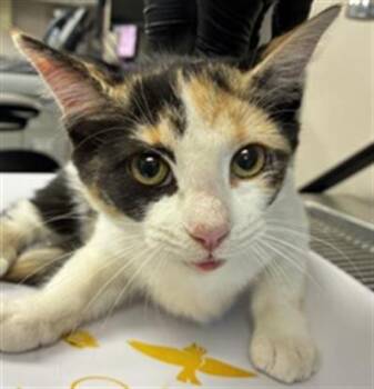 A255034 -  Domestic Short Hair Cat for Adoption in Visalia, California - A255034 | PetCurious