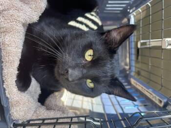 Rescue Domestic Short Hair Cats for Adoption in Santa Ana, California - Scar | PetCurious