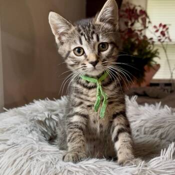 Chaos- Best friends with Mayhem -  Domestic Short Hair Cat for Adoption in West Jefferson, Ohio - Chaos- Best Friends With Mayhem | PetCurious