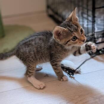 Zinnio -  Domestic Short Hair Cat for Adoption in Spokane, Washington - Zinnio | PetCurious