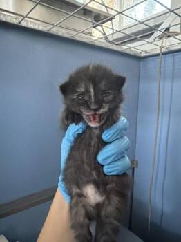 LUMPY SPACE PRINCESS -  Domestic Short Hair Cat for Adoption in San Bernardino, California - LUMPY SPACE PRINCESS | PetCurious