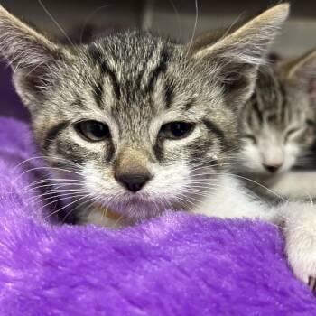 Ostrich -  Domestic Short Hair Cat for Adoption in Taos, New Mexico - Ostrich | PetCurious